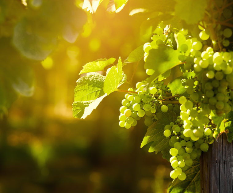 Grappes de raisin au soleil